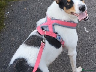 Border Collie dogs - Advert 1