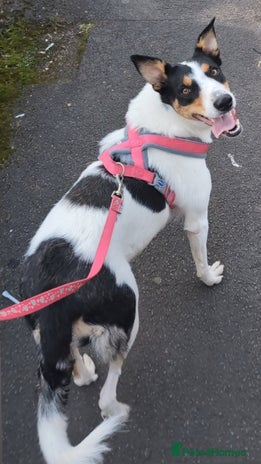 Border Collie dogs - Advert 1