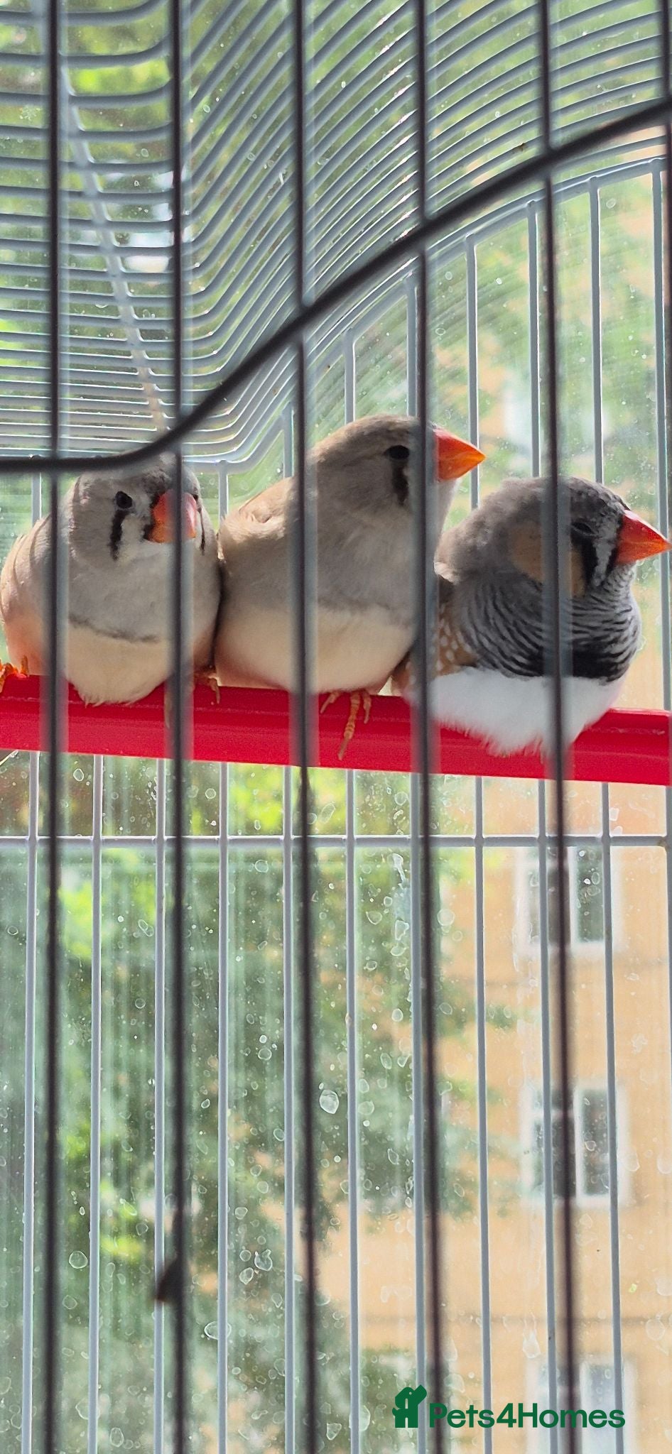 Finches birds 3 zebra finches - Advert 8