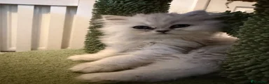 Persian Kitten 2