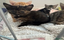 Domestic Shorthair cats for sale: Adorable kittens for sale  - Image 5