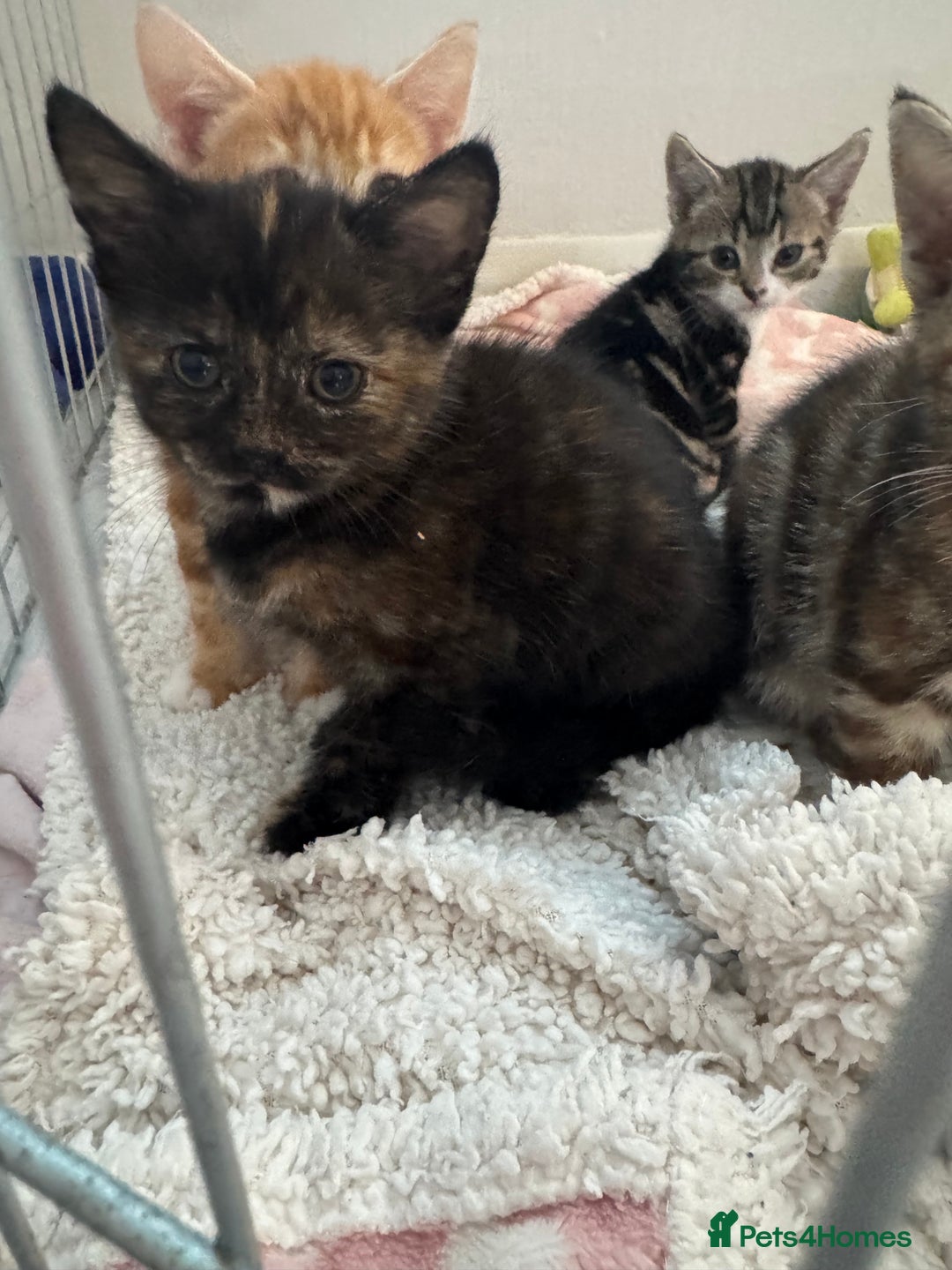 Domestic Shorthair cats for sale: Adorable kittens for sale  - Image 5
