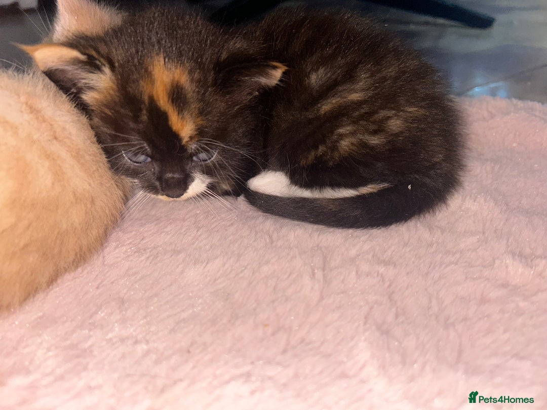 British Shorthair cats for sale: Four Adorable Kittens 🤍 - Advert 26