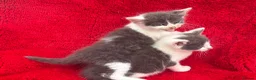 Mixed Breed cats for sale: Farm raised kittens  - Advert 9