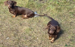 Miniature Dachshund dogs for sale: Fully vaccinated Stunning KCReg Mini Dax last girl in Leeds - Image 3