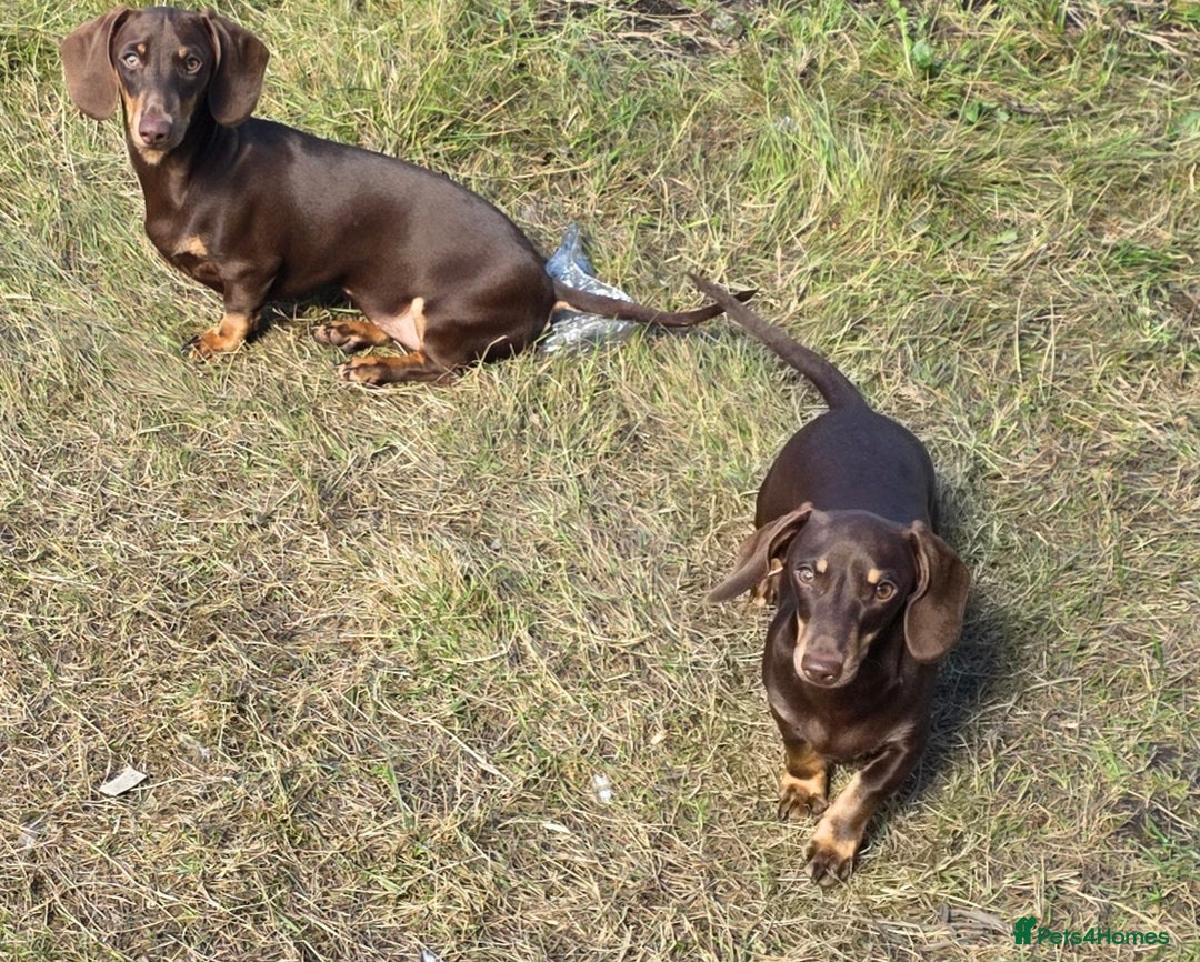 Miniature Dachshund dogs for sale: Fully vaccinated Stunning KCReg Mini Dax last girl in Leeds - Image 3