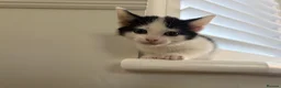 Turkish Van cats for sale: Turkish Van Kittens – Boy & Girl Ready to Go 🤍🖤 - Advert 3