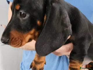 Dachshund dogs Ready Now !!!🐶 KC Standard Dachshund puppies! !!! - Advert 13