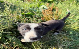 Border Collie dogs for sale: Gorgeous KC reg border collie pups  - Image 13