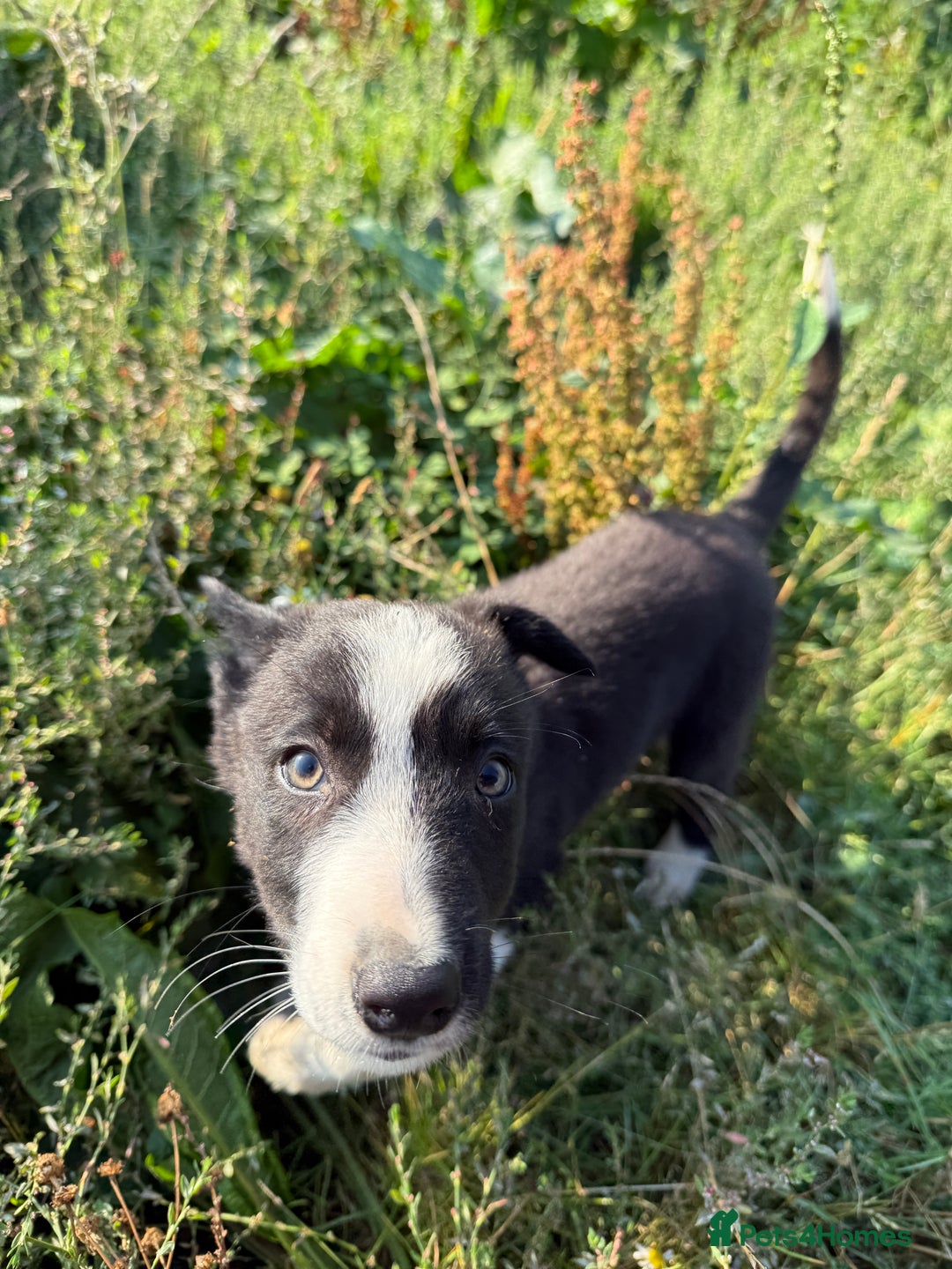 Border Collie dogs for sale: Gorgeous KC reg border collie pups  - Image 13