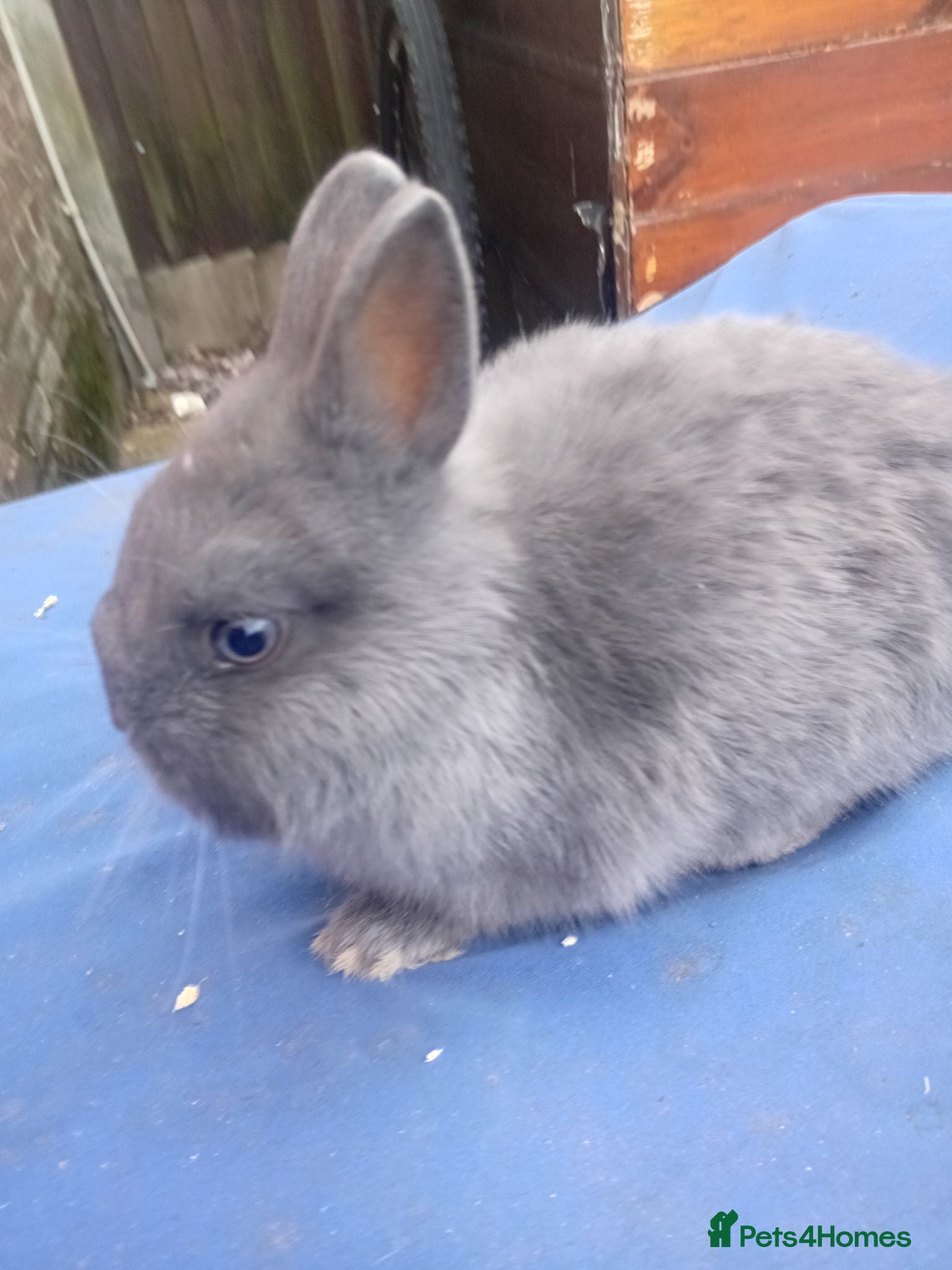 Netherland Dwarf rabbits Netherland dwarf brothers  - Advert 1