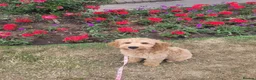 Goldendoodle dogs for sale: Goldendoodle female seeks fab new home - Advert 3