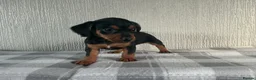 Jackshund dogs for sale: Beautiful jackshund puppies  in Cambridge - Advert 2