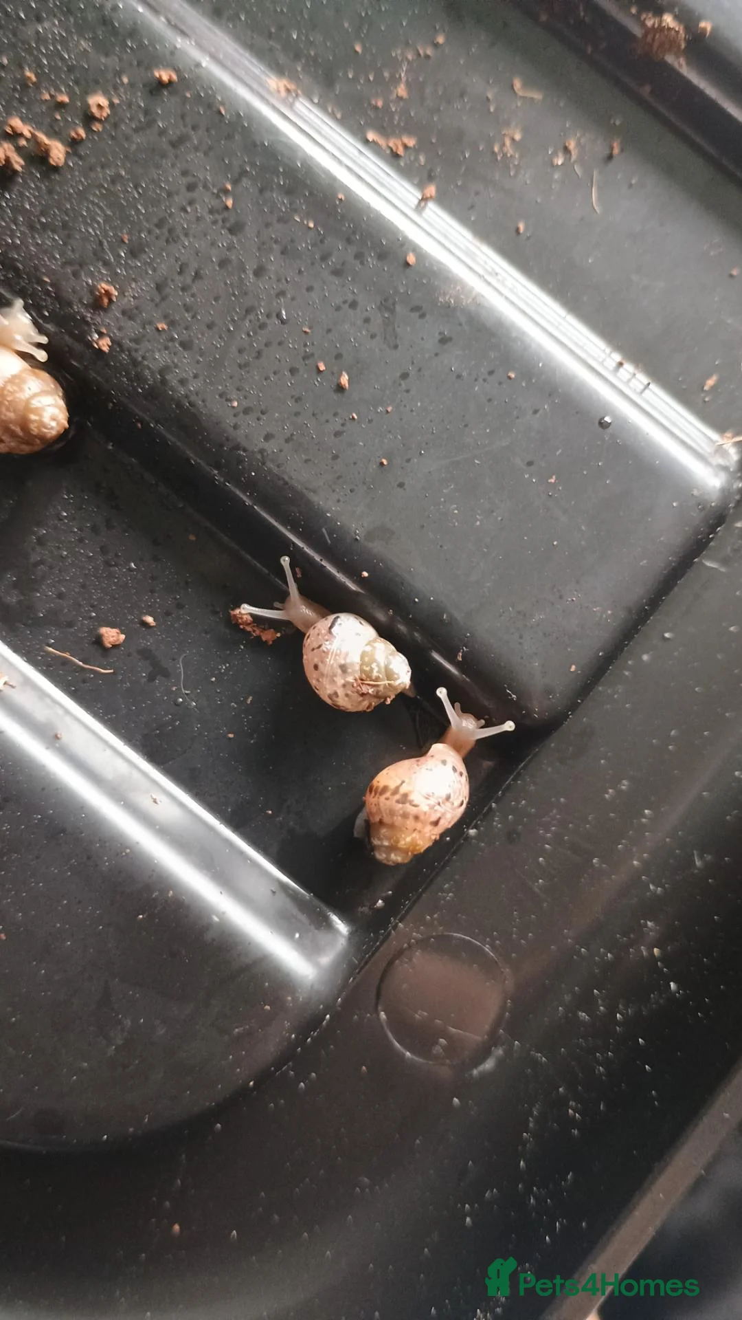 Snails invertebrates for sale: Giant African land snails in Nuneaton - Advert 2