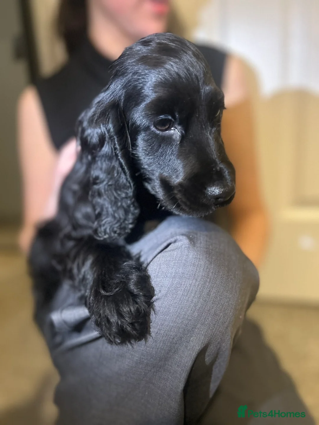 Cocker Spaniel dogs for sale: Three Cocker spaniels- Homes to pet homes only - Advert 7