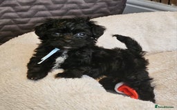Toy Poodle dogs for sale: Toy poodle x puppies - Image 3