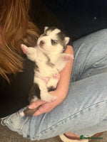 Pomsky dogs Stunning f2 pomsky babies - Advert 5