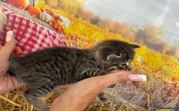 Mixed Breed cats for sale: Ragdoll x Bengal Exquisite Unique kittens - Image 15