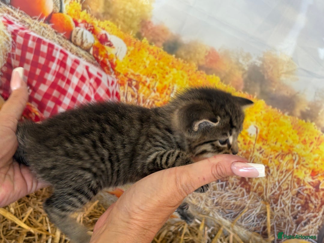 Mixed Breed cats for sale: Ragdoll x Bengal Exquisite Unique kittens - Image 15