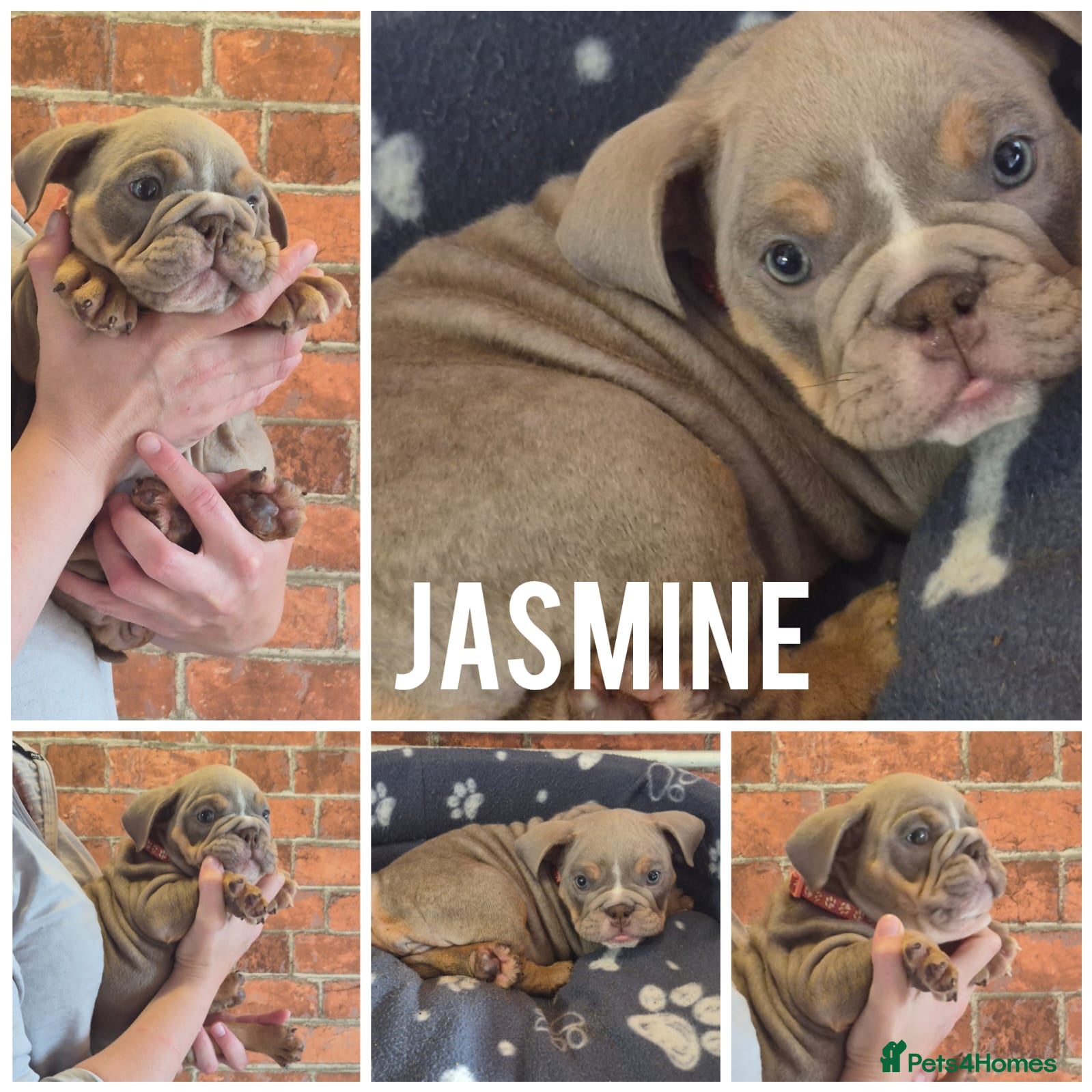 English Bulldog dogs Looking for there new homes <3 English Bulldogs. - Advert 9