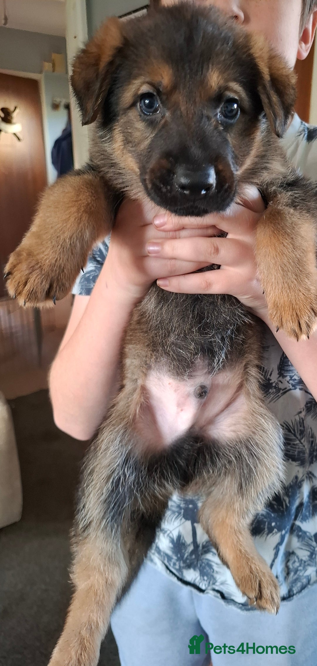 German Shepherd dogs for sale: Beautiful German shepherd puppies  - Advert 4