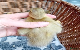 Ducks poultry for sale: Apricot and Mallard Indian Runner Ducklings - Image 12