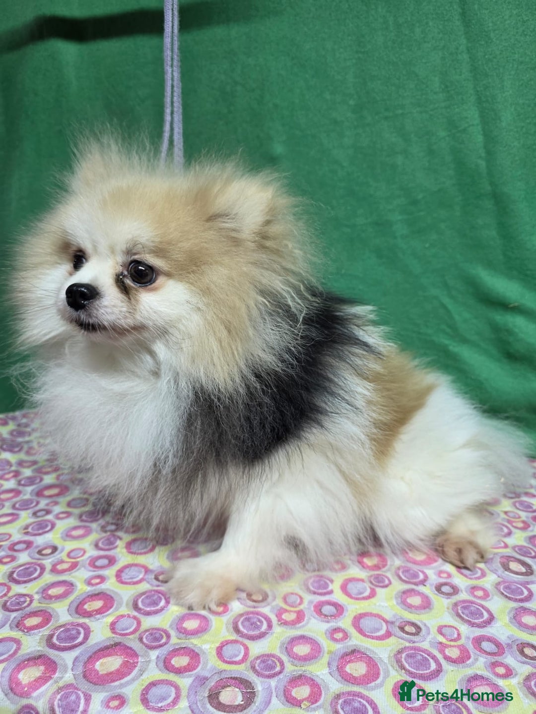 Pomeranian dogs for adoption: ZARA – Pomeranian (Female) - Advert 1