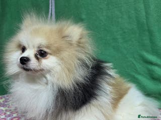 Pomeranian dogs ZARA – Pomeranian (Female) - Advert 6