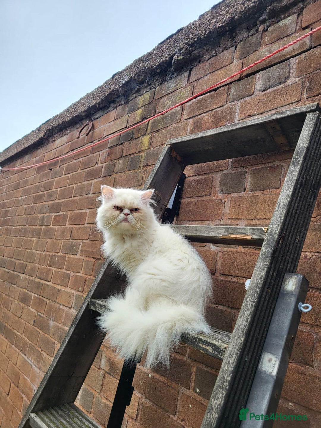 Persian cats for sale: Persian cat - Advert 8