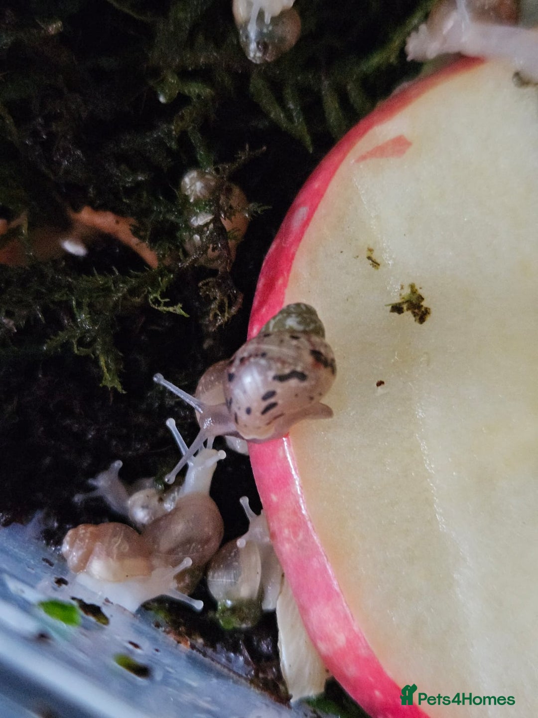 Snails invertebrates for sale: Lissachatina fulica babies - Image 2