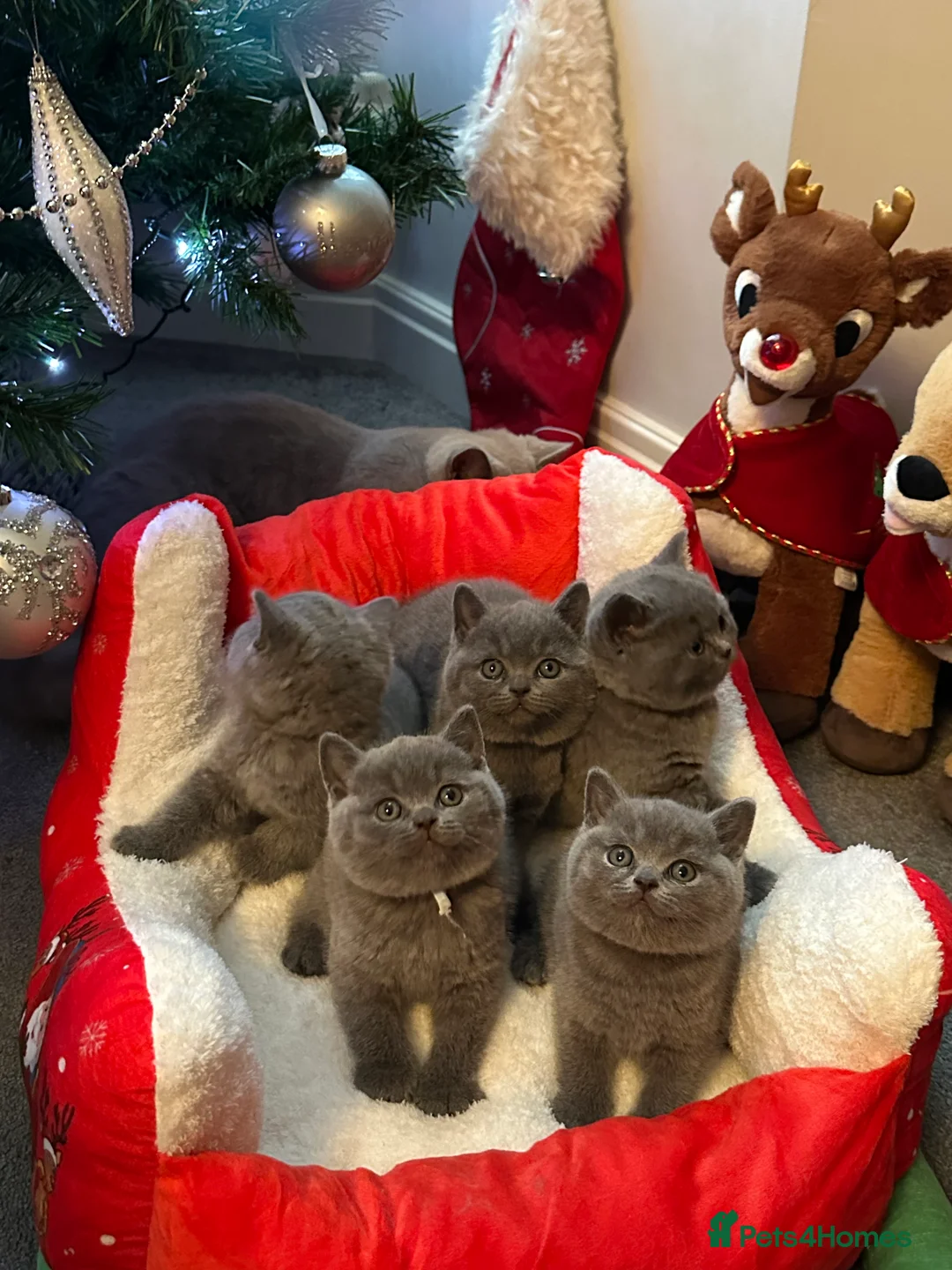 British Shorthair cats for sale: Gorgeous Blue Shorthair Girl - Advert 6