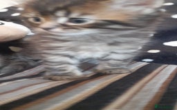 Mixed Breed cats for sale: Kittens  - Image 9