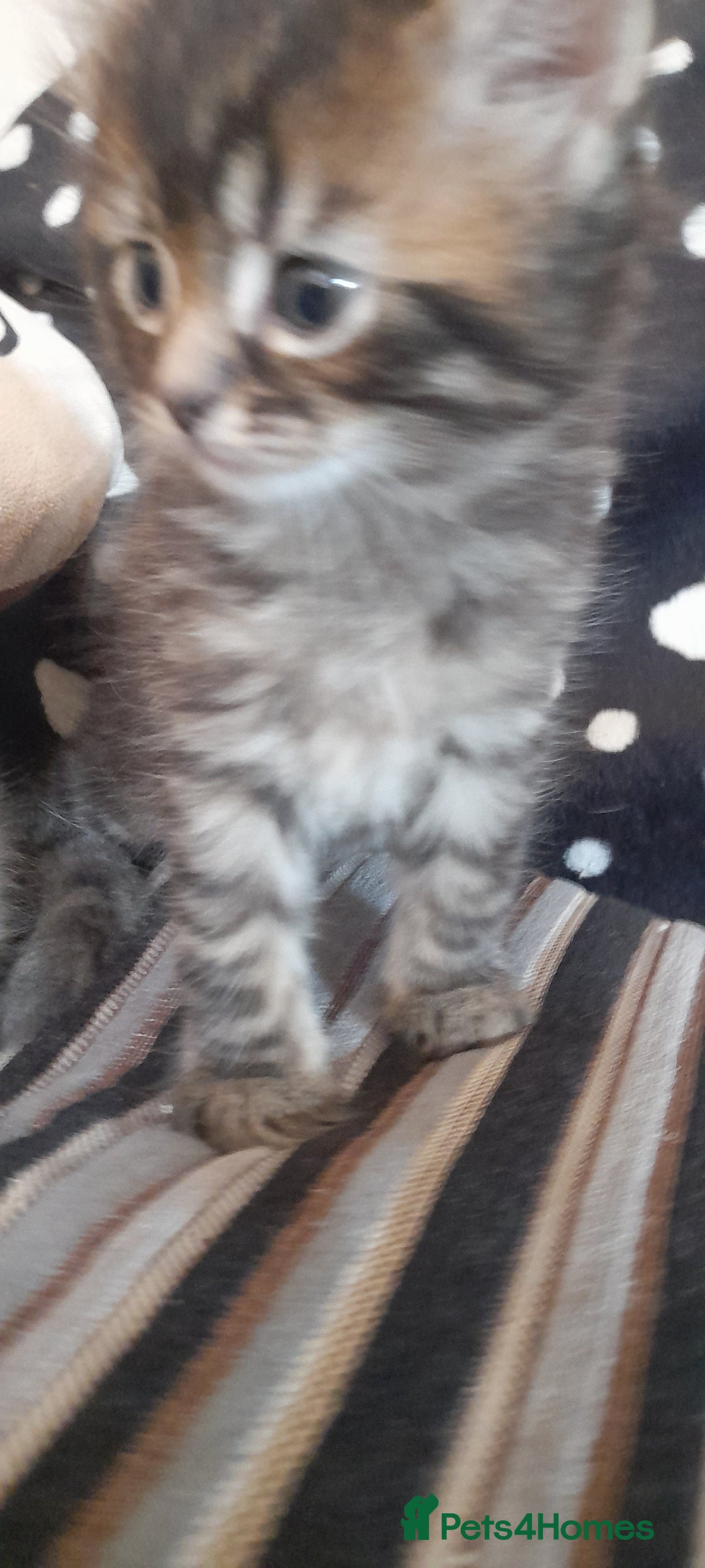 Mixed Breed cats for sale: Kittens  - Image 9