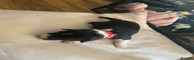 Puppy 2 Red 