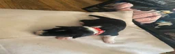 Mixed Breed dogs for sale: Beautiful Border Jack Puppies for Sale 🐶 - Advert 12