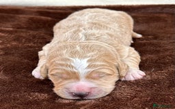 Double Doodle dogs for sale: Stunning Double Doodle Puppies  - Image 18