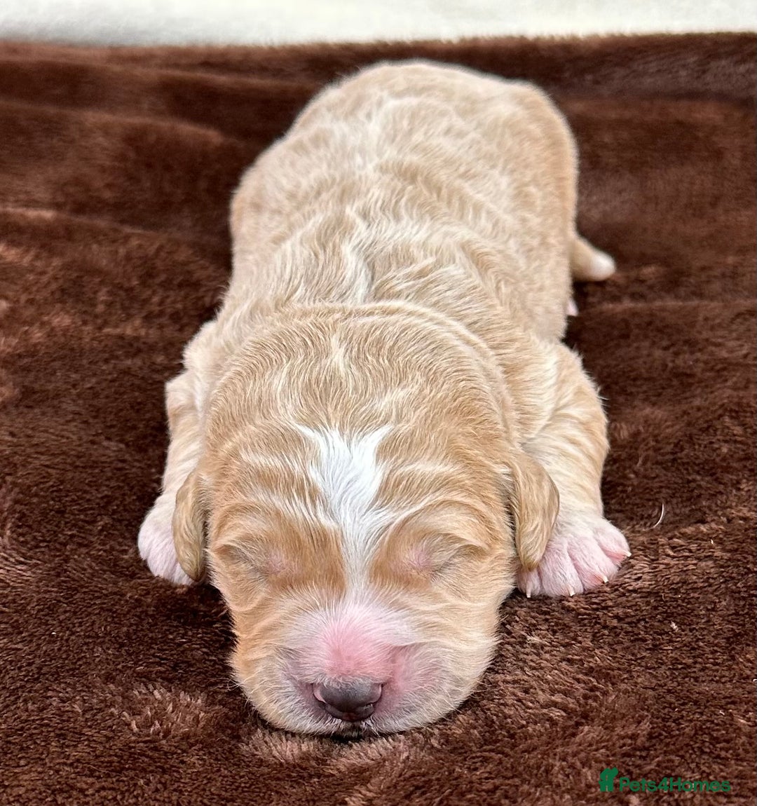 Double Doodle dogs for sale: Stunning Double Doodle Puppies  - Image 18