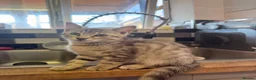 Savannah cats for sale: F4 Silver Savannah - Advert 4