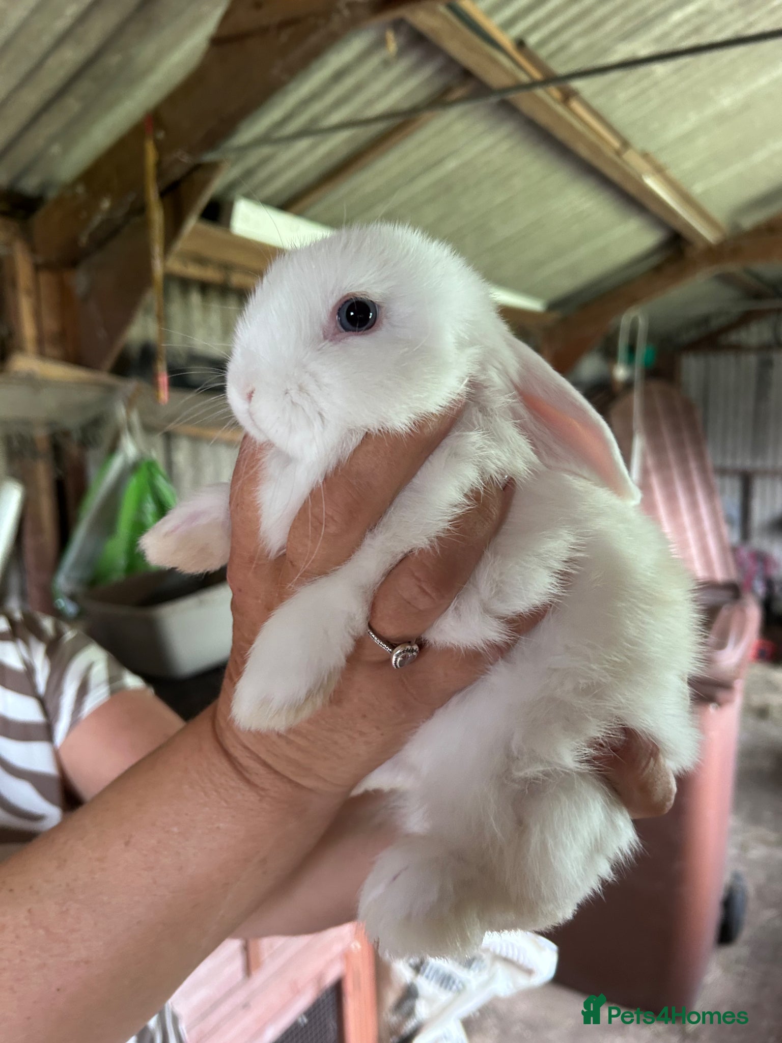 Mini Lop rabbits Beautiful mini lops - Advert 10