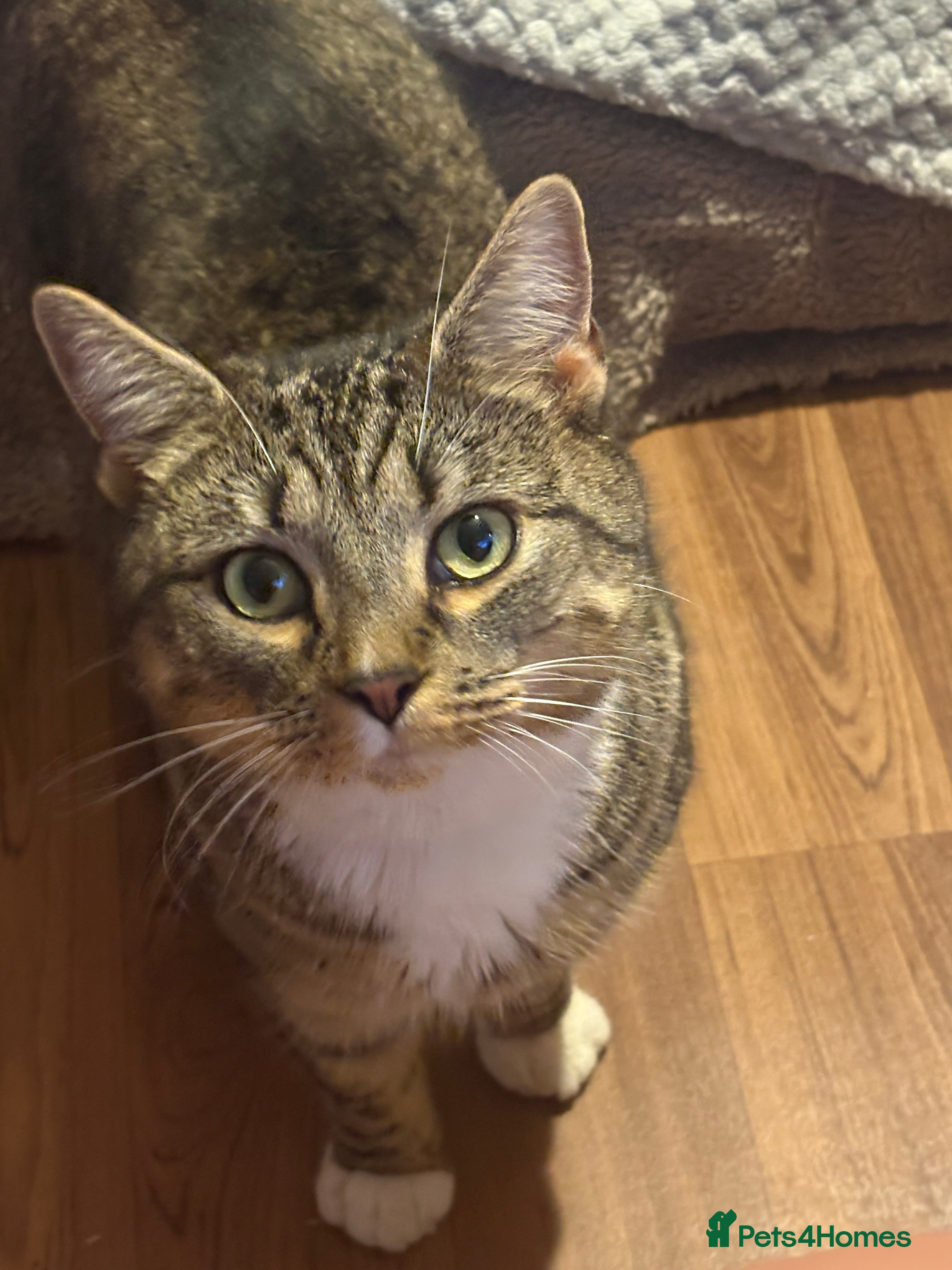 British Shorthair cats 1 tabby cat up for sale  - Advert 4