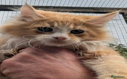 Maine Coon cats for sale: SHOW STANDARD MAINE COONS - Image 8
