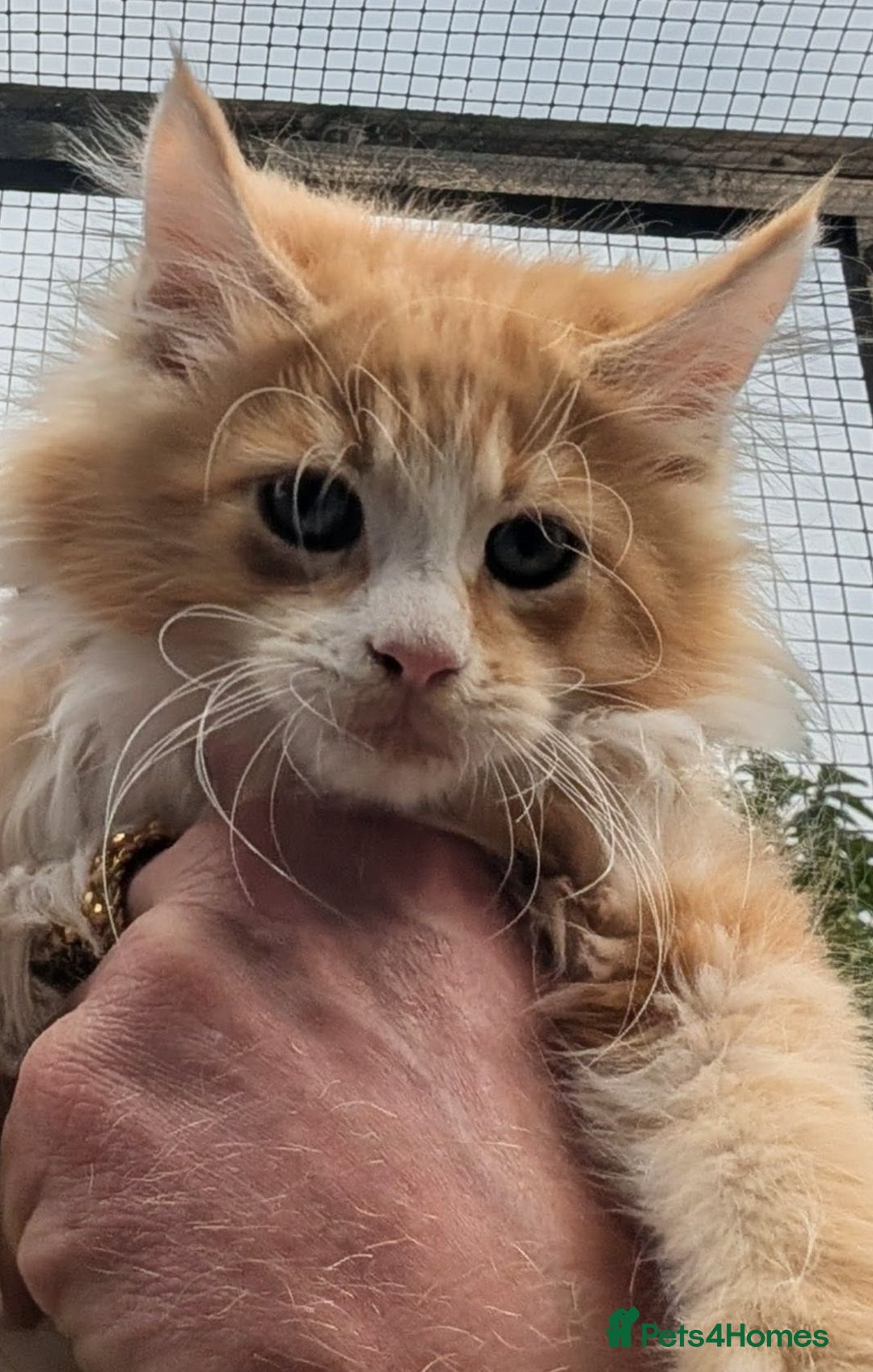 Maine Coon cats for sale: SHOW STANDARD MAINE COONS - Image 8