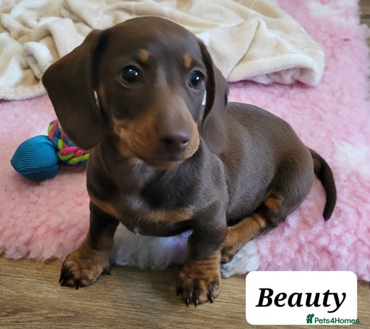 Miniature Dachshund dogs - Advert 2