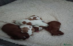 Cavalier King Charles Spaniel dogs for sale: Cavalier king charles Pedigree reg health tested - Image 1