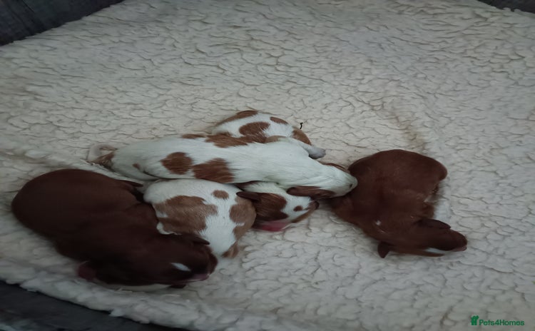 Cavalier King Charles Spaniel dogs - Advert 3