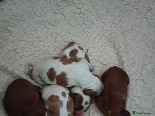 Cavalier King Charles Spaniel dogs - Advert 2