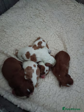 Cavalier King Charles Spaniel dogs - Advert 2