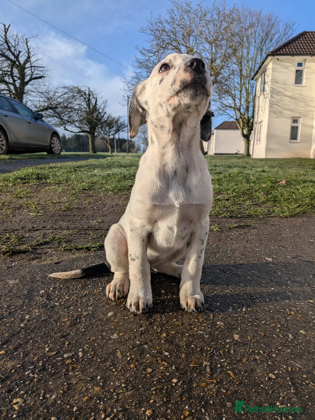 Mixed Breed dogs for sale: Beautiful Collie x Dalmatian Puppies - Advert 21