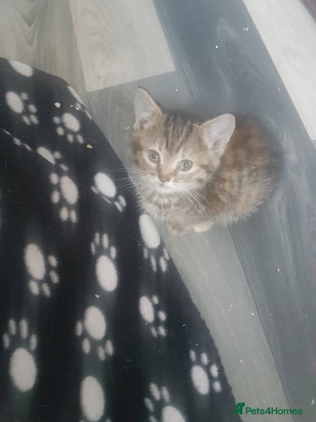Mixed Breed cats for sale: Beautiful kittens - Image 8