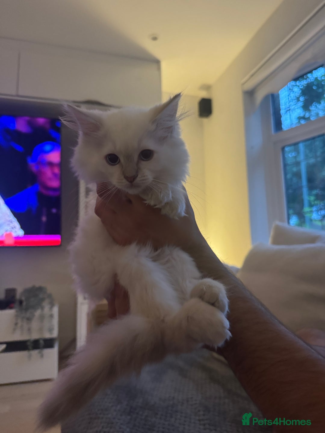 Ragdoll cats for sale: X5 Ragdoll kittens - Image 9